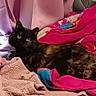Bay joined the competition — help win amazing prizes! cat, tortoiseshell_cat, bed, blanket, curtain, fan, indoor, cozy, resting, feline, pet, colorful, fabric, soft, comfortable, lying_down, domestic_animal, relaxed, fur, animal
