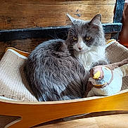 Willow a rejoint le concours — aidez-le/la à gagner de superbes lots ! animal, bird_toy, cat, cat_bed, close_up, comfortable, cozy, domestic_animal, feline, fluffy_cat, grey_cat, home, indoor, natural_light, pet, plush_toy, resting, white_cat, wooden_cat_bed, wooden_floor