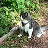 Willow participe au concours pour gagner de l'argent avec cette photo : animal, cat, curious, daylight, feline, forest, greenery, ground, harness, leaves, mammal, nature, outdoor, pet, plant, sitting, sunlight, tail, whiskers, wood