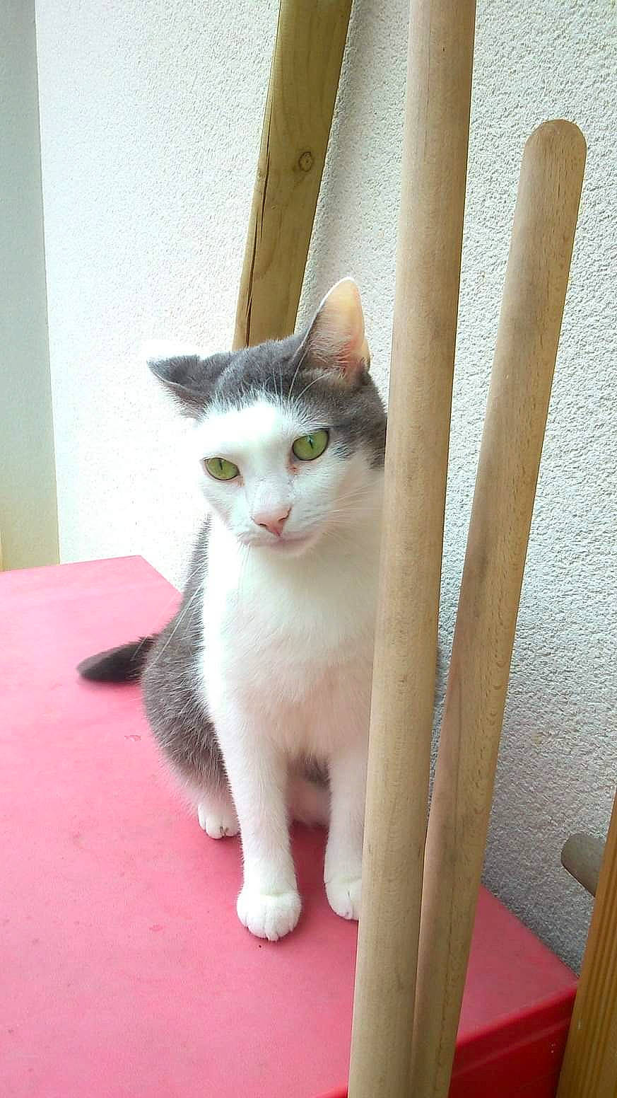 Gyzmo participe au concours pour gagner de l'argent avec cette photo : carnivore, cat, domestic_short_haired_cat, fawn, felidae, flooring, fur, hardwood, paw, pet_supply, small_to_medium_sized_cats, stairs, tail, whiskers, wood