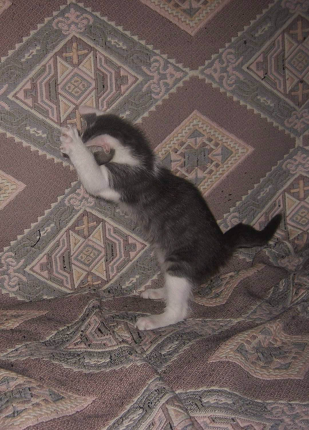 Gyzmo participe au concours pour gagner de l'argent avec cette photo : art, carnivore, carpet, cat, claw, comfort, domestic_short_haired_cat, felidae, floor, flooring, fur, grey, hardwood, pattern, paw, small_to_medium_sized_cats, tail, terrestrial_animal, whiskers, wood