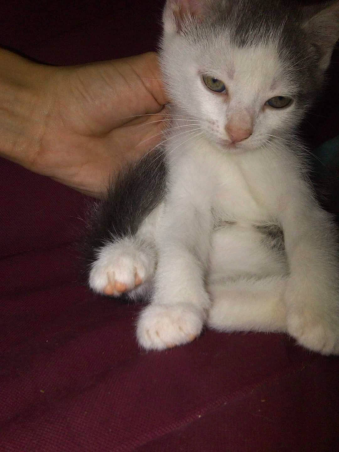 Gyzmo a rejoint le concours — aidez-le/la à gagner de superbes lots ! carnivore, cat, claw, comfort, domestic_short_haired_cat, fawn, felidae, foot, fur, gesture, hand, nail, paw, small_to_medium_sized_cats, snout, tail, thumb, whiskers