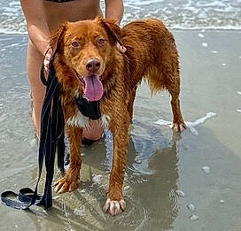 Cooper is registered to the contest to win money with this photo: canidae, carnivore, companion_dog, dog, dog_breed, english_shepherd, golden_retriever, irish_setter, mammal, nova_scotia_duck_tolling_retriever, retriever, setter, spaniel, sporting_group, vertebrate