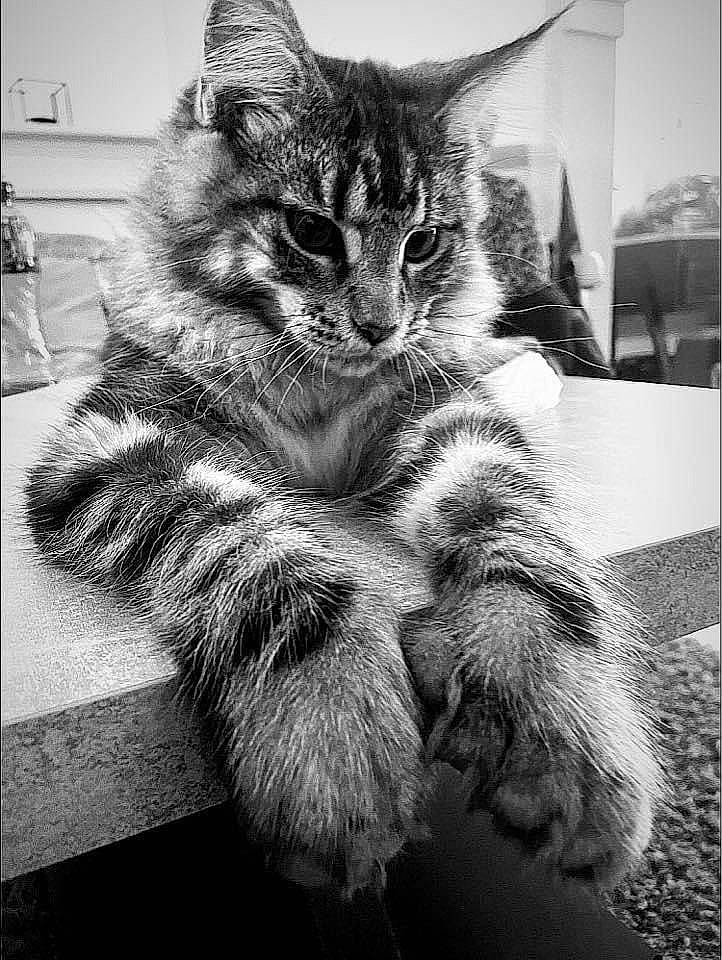 Ted a rejoint le concours — aidez-le/la à gagner de superbes lots ! art, black_and_white, carnivore, cat, claw, domestic_short_haired_cat, felidae, fur, grey, monochrome, monochrome_photography, paw, sitting, small_to_medium_sized_cats, snout, style, tail, whiskers, window