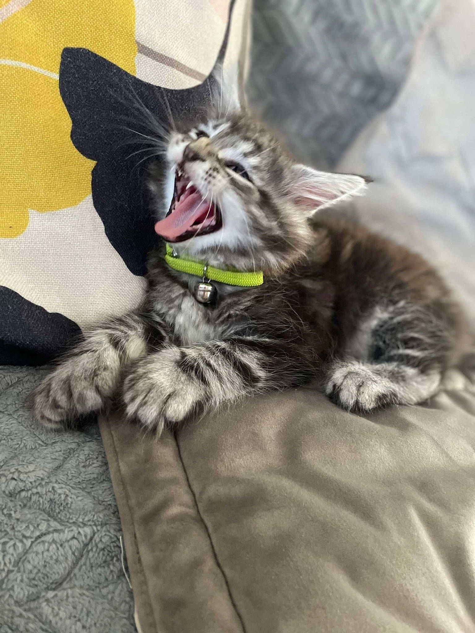 Ted a rejoint le concours — aidez-le/la à gagner de superbes lots ! carnivore, cat, claw, comfort, domestic_short_haired_cat, fang, felidae, foot, fur, grey, paw, sitting, small_to_medium_sized_cats, snout, tail, whiskers, yawn