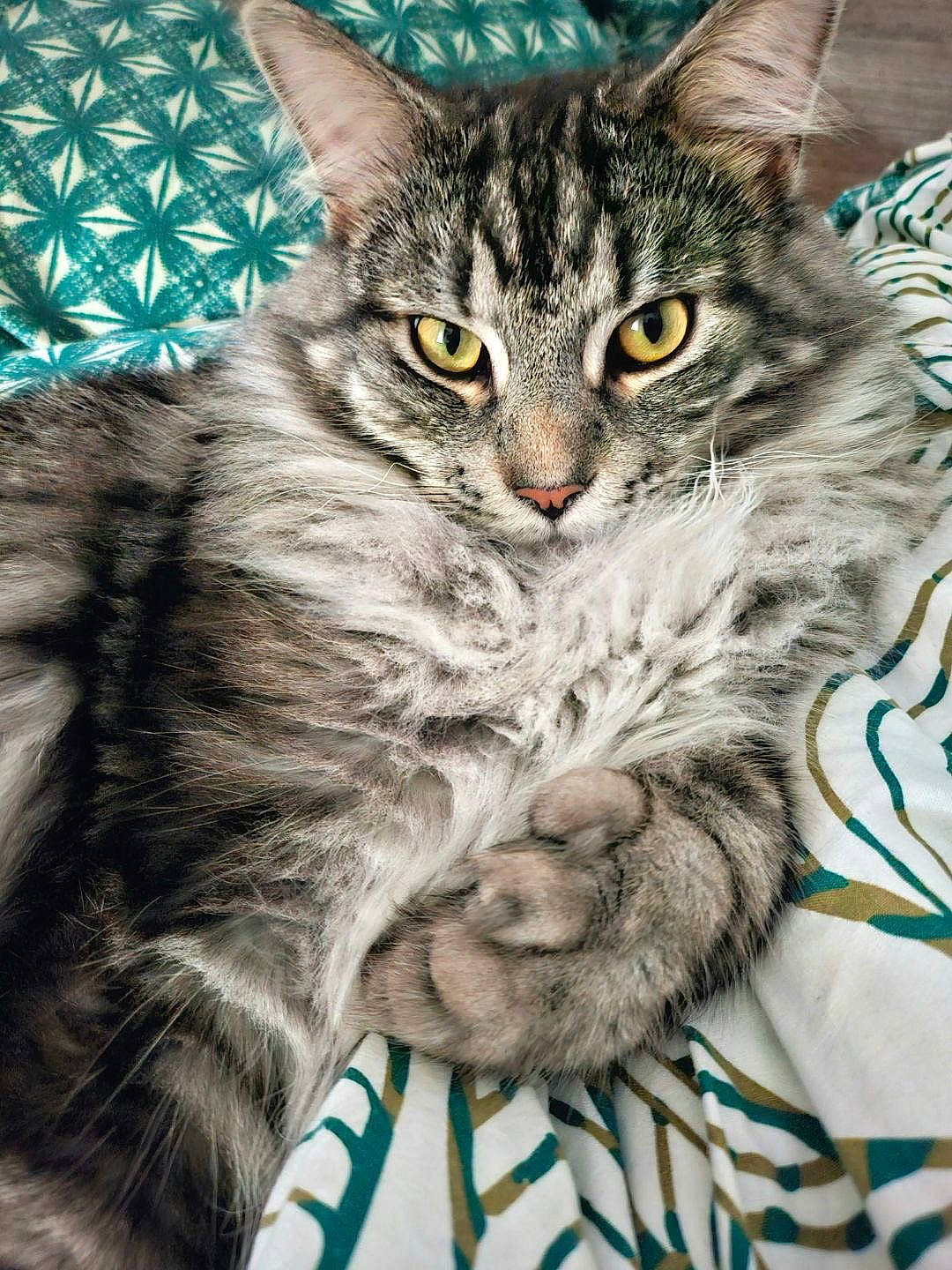 Ted a rejoint le concours — aidez-le/la à gagner de superbes lots ! carnivore, cat, claw, domestic_short_haired_cat, felidae, fur, iris, pattern, paw, photo_caption, sharing, small_to_medium_sized_cats, snout, tail, terrestrial_animal, whiskers, wildlife