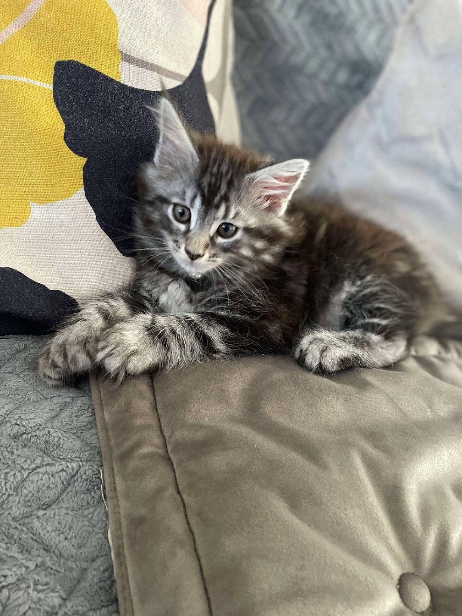 Ted participe au concours pour gagner de l'argent avec cette photo : carnivore, cat, claw, comfort, domestic_short_haired_cat, felidae, fur, grey, nap, paw, sitting, small_to_medium_sized_cats, snout, tail, whiskers