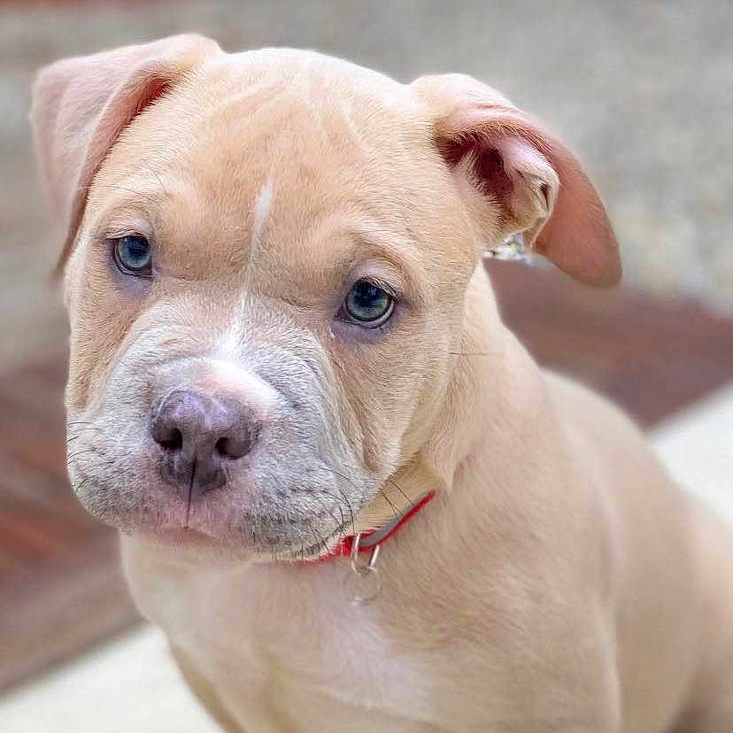 Kaïdo a rejoint le concours — aidez-le/la à gagner de superbes lots ! animal, background_blur, canine, close_up, collar, cute, dog, domestic_animal, ears, expression, face, fur, nose, outdoor, paws, pet, puppy, sitting, whiskers, young