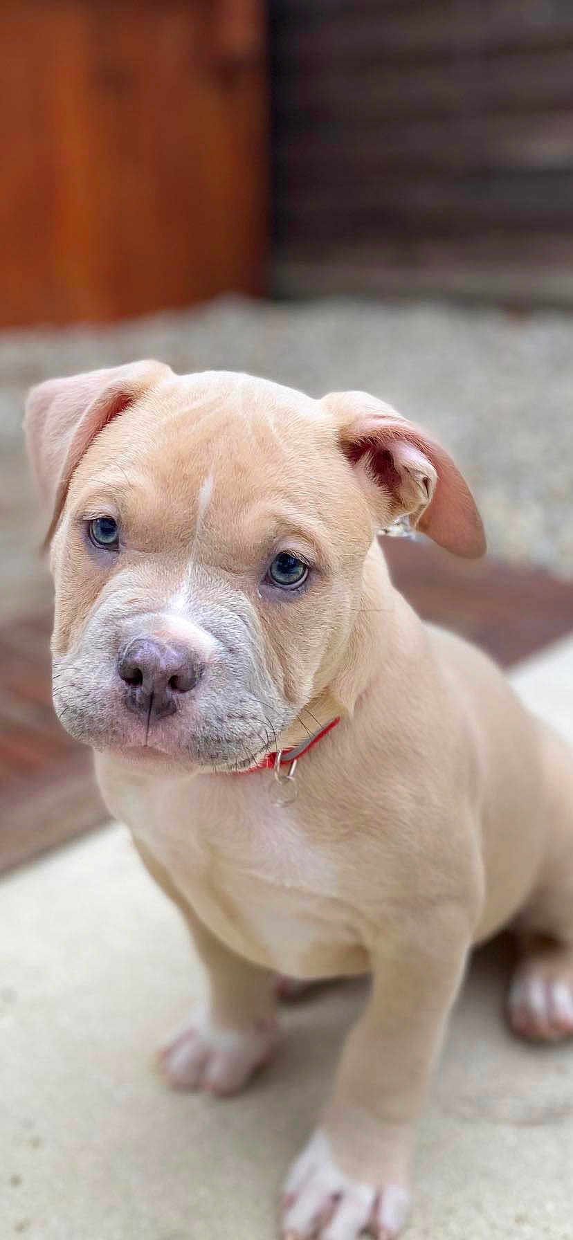 Kaïdo a rejoint le concours — aidez-le/la à gagner de superbes lots ! puppy, dog, young, close_up, collar, pet, cute, animal, fur, ears, face, sitting, outdoor, background_blur, whiskers, nose, paws, expression, canine, domestic_animal