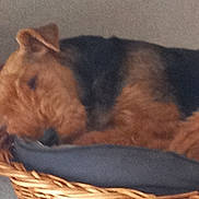 Asta a rejoint le concours — aidez-le/la à gagner de superbes lots ! animal, bed, black, brown, canine, closeup, cozy, cushion, cute, dog, fur, indoor, napping, pet, portrait, quiet, relaxation, resting, sleeping, wicker_basket