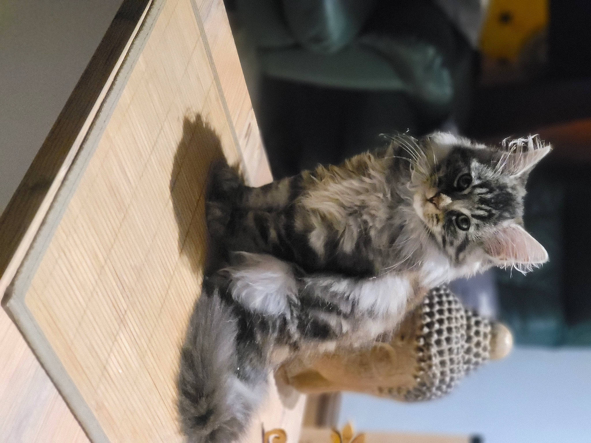 Shere Khan participe au concours pour gagner de l'argent avec cette photo : animal_shelter, carnivore, cat, claw, domestic_short_haired_cat, felidae, fur, paw, small_to_medium_sized_cats, snout, tail, terrestrial_animal, whiskers