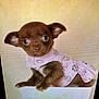puppy, dog, brown, cute, small, pet, animal, clothing, pink, outfit, box, pastel, bow, indoor, portrait, young, curious, ears, face, sitting