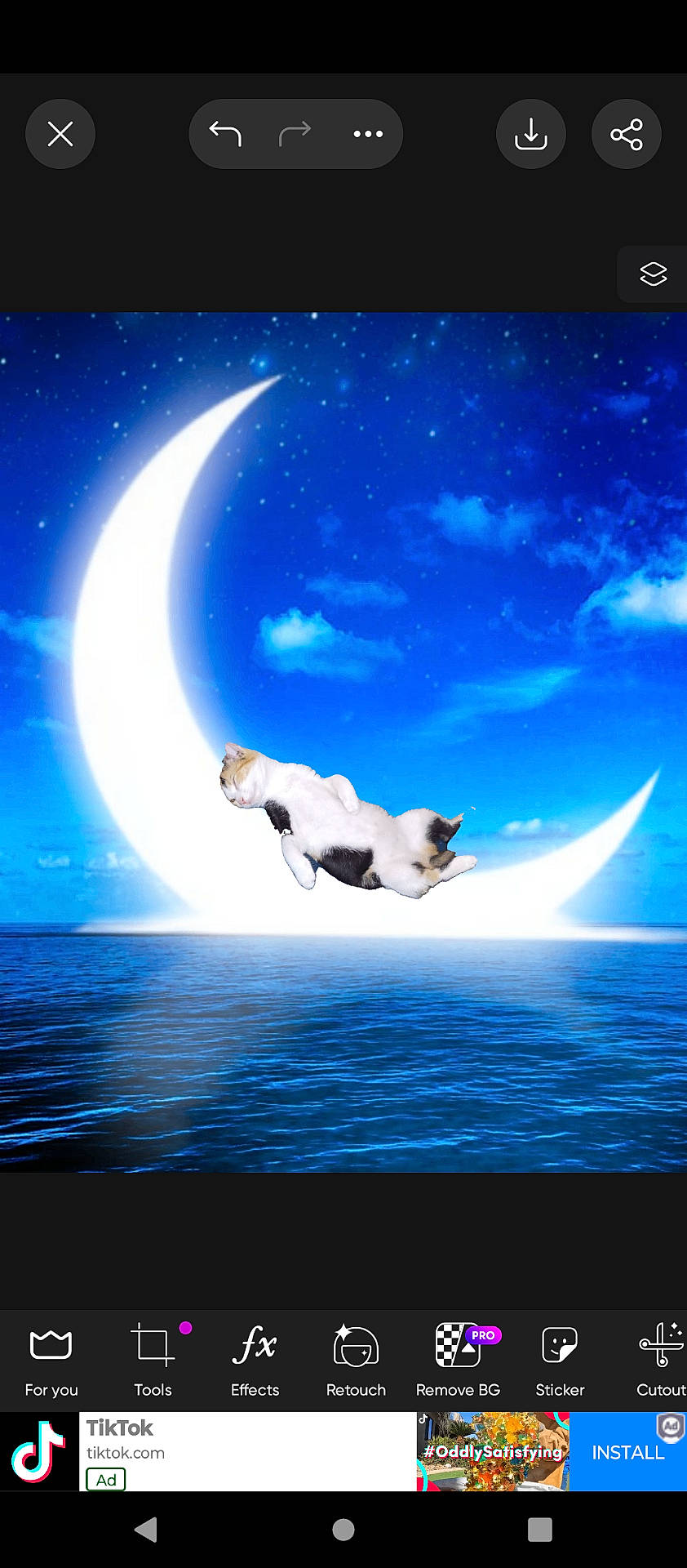 Moxie joined the competition — help win amazing prizes! animal, astronomy, cat, computer, computerhardware, electronics, hardware, leisureactivities, moon, nature, night, outdoors, pet, screen, sea, seawaves, sky, sport, surfing, water