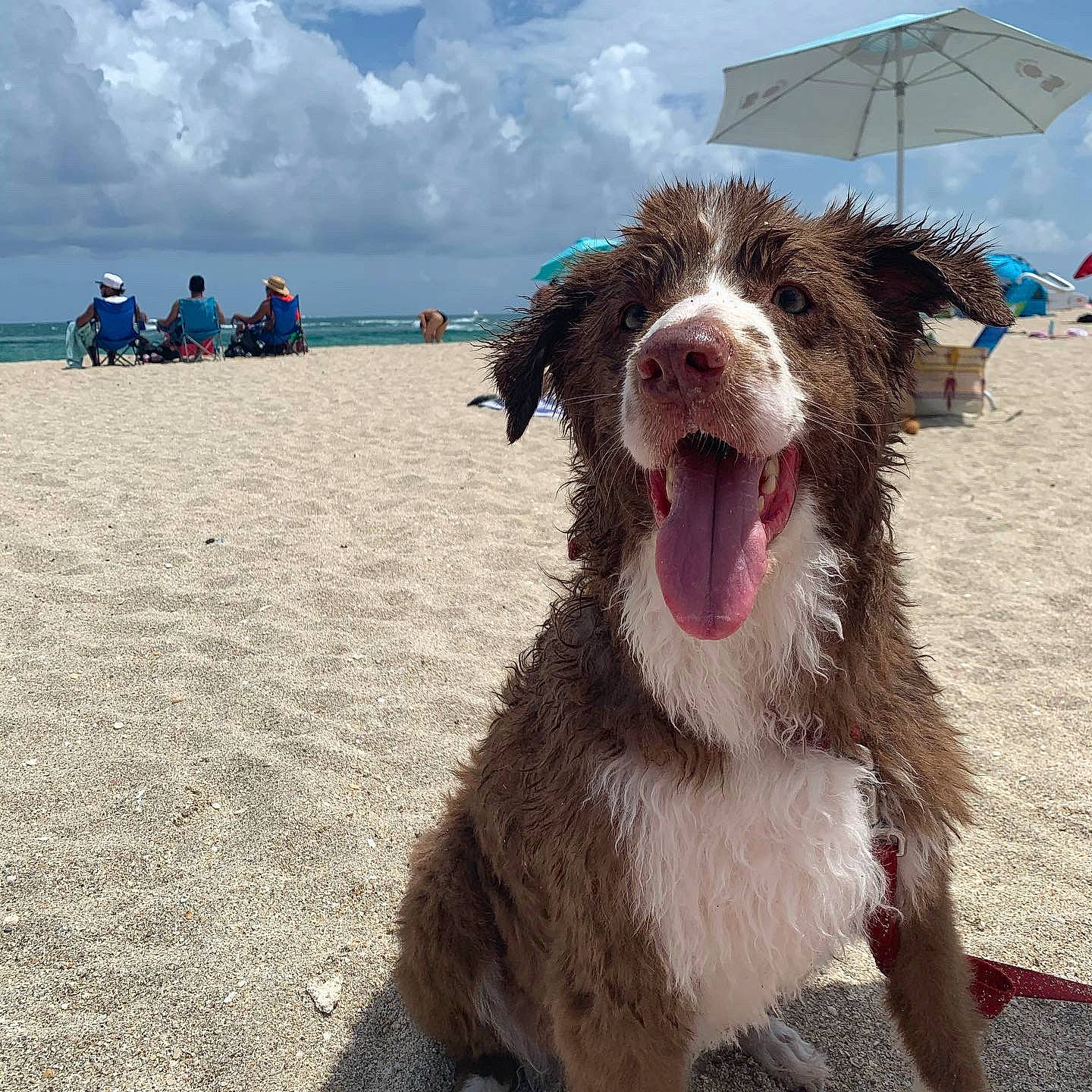 Blue is registered to the contest to win money with this photo: australian_shepherd, beach, border_collie, canidae, carnivore, coast, dog, dog_breed, fun, herding_dog, mammal, sand, sporting_group, vacation, working_dog