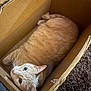 animal, box, brown_carpet, cardboard_box, cat, cozy, curious, domestic_cat, ears, eyes, feline, fur, indoor, looking_up, mammal, orange_cat, pet, relaxed, whiskers, wooden_floor