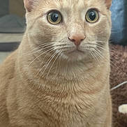 Loki joined the competition — help win amazing prizes! cat, beige_cat, close_up, indoor, pet, animal, whiskers, fur, cute, curious, sitting, domestic_cat, eyes, face, portrait, feline, soft_texture, cozy, home, looking