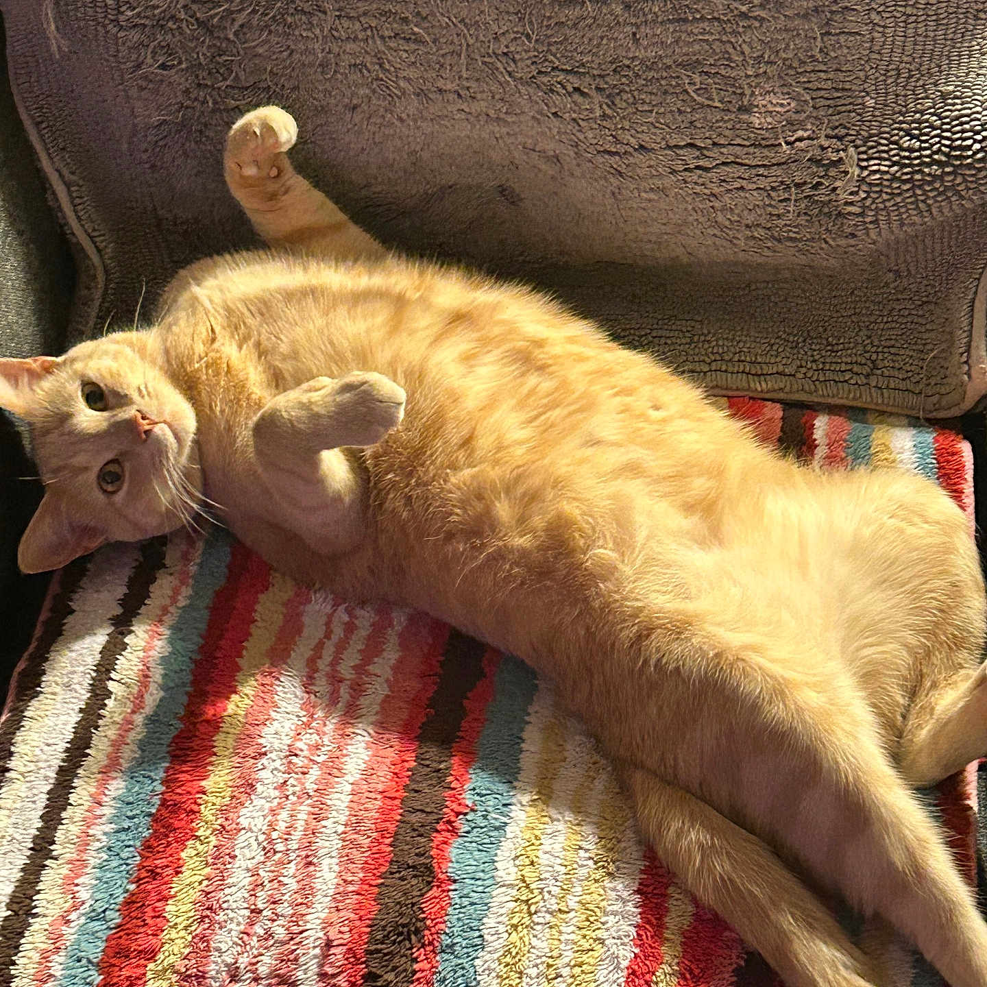 Luffy is registered to the contest to win money with this photo: abyssinian, animal, architecture, armchair, blanket, building, cat, chair, couch, cushion, furniture, homedecor, indoors, kitten, manx, person, pet, quilt, siamese, sleeping