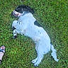 dog, spaniel, black_and_white, grass, outdoors, lying_down, resting, pet, animal, fur, floppy_ears, paws, tail, portrait, top_view, greenery, lawn, summer, human_foot, relaxed