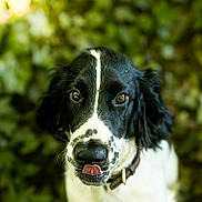 Charly participe au concours pour gagner de l'argent avec cette photo : dog, black_and_white, tongue_out, pet, animal, outdoor, nature, close_up, portrait, cute, collar, fur, ears, whiskers, eyes, playful, green_background, blurry_background, muzzle, canine