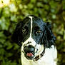 dog, black_and_white, tongue_out, pet, animal, outdoor, nature, close_up, portrait, cute, collar, fur, ears, whiskers, eyes, playful, green_background, blurry_background, muzzle, canine
