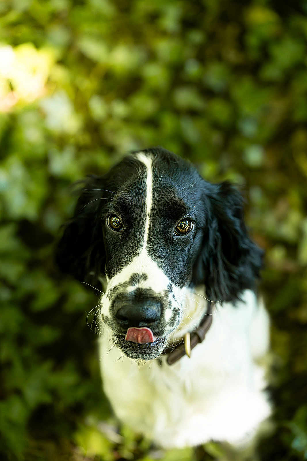 Charly participe au concours pour gagner de l'argent avec cette photo : dog, black_and_white, tongue_out, pet, animal, outdoor, nature, close_up, portrait, cute, collar, fur, ears, whiskers, eyes, playful, green_background, blurry_background, muzzle, canine