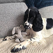 Charly participe au concours pour gagner de l'argent avec cette photo : dog, spaniel, black_and_white, pet, puppy, long_ears, floppy_ears, sitting, lying_down, couch, blanket, pillow, plush_toy, octopus_toy, indoor, home, cozy, fur, portrait, relaxed