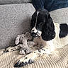 dog, spaniel, black_and_white, pet, puppy, long_ears, floppy_ears, sitting, lying_down, couch, blanket, pillow, plush_toy, octopus_toy, indoor, home, cozy, fur, portrait, relaxed