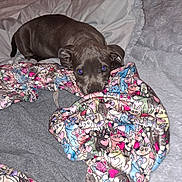 Dasiy joined the competition — help win amazing prizes! puppy, dog, blanket, cartoon, pattern, bed, bedding, cute, animal, pet, lying_down, cozy, soft, fabric, comfort, indoor, playful, brown, ears, eyes