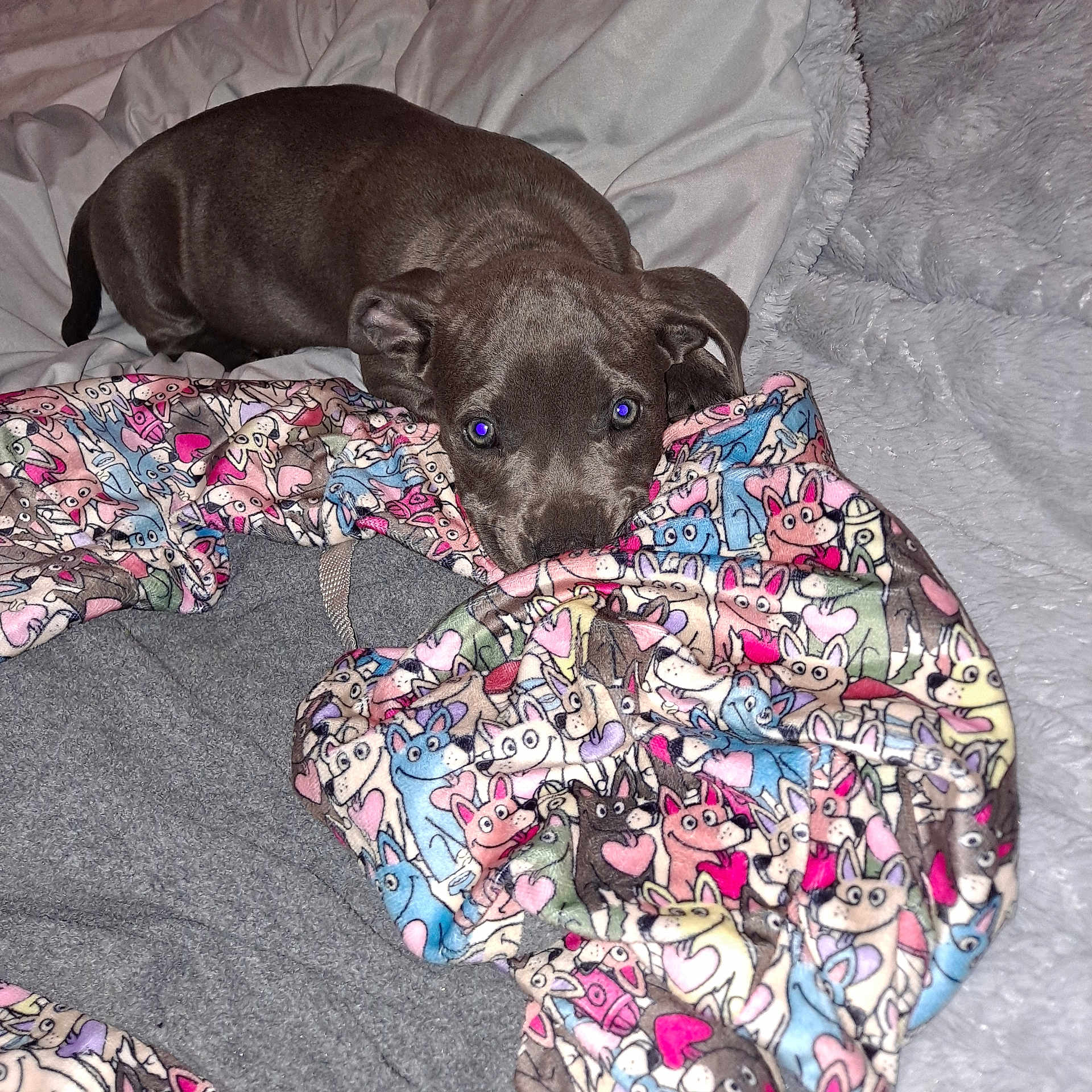 Dasiy joined the competition — help win amazing prizes! puppy, dog, blanket, cartoon, pattern, bed, bedding, cute, animal, pet, lying_down, cozy, soft, fabric, comfort, indoor, playful, brown, ears, eyes