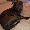 dog, bed, blanket, indoor, brown_dog, pet, canine, looking_back, curled_up, cozy, furniture, nightstand, home, animal, resting, domestic, sleepy, companion, cute, portrait