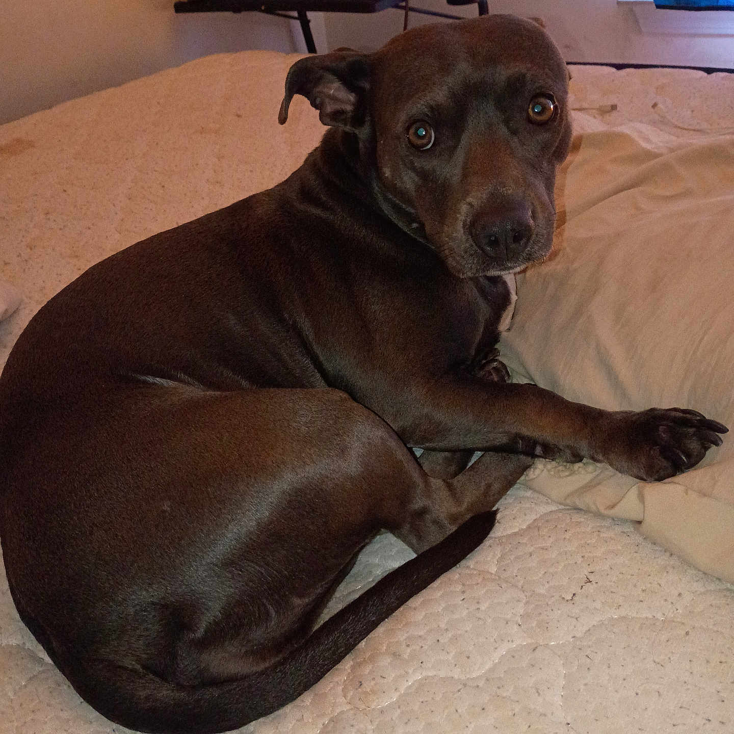 Dasiy is registered to the contest to win money with this photo: dog, bed, blanket, indoor, brown_dog, pet, canine, looking_back, curled_up, cozy, furniture, nightstand, home, animal, resting, domestic, sleepy, companion, cute, portrait