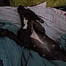 animal, bed, blanket, canine, comfort, couch, dark_fur, dog, domestic, fabric, furniture, home, indoor, lying_down, mammal, pet, relaxed, resting, sheet, sleeping_position