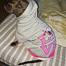 animal, apparel, bed, blanket, brown_dog, canine, clothing, cozy, curious, cute, dog, flash, hoodie, indoor, looking_up, pet, quilt, sitting, snoppy_print, striped_bed_sheet