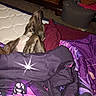 Dasiy is registered to the contest to win money with this photo: dog, blanket, bedroom, mattress, sleeping, indoor, purple, brown, cozy, furniture, carpet, relaxing, paw, fur, comfort, resting, wood, clothing, fabric, home