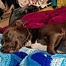 animal, blanket, blue, brown_dog, clothes, colorful, comfort, cozy, dog, fabric, fur, home, indoor, knitted_blanket, nap, pet, relaxation, resting, sleeping, white
