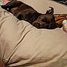 animal, bed, blanket, canine, comfort, cozy, dog, domestic_animal, fur, home, indoor, nap, peaceful, pet, pillow, quiet, relaxation, rest, sleeping, soft