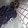 Dasiy joined the competition — help win amazing prizes! dog, blanket, pillow, sleepy, indoor, resting, cozy, plush, bed, pet, animal, fur, snuggled, comfort, relaxed, home, checkered, soft, cute, napping