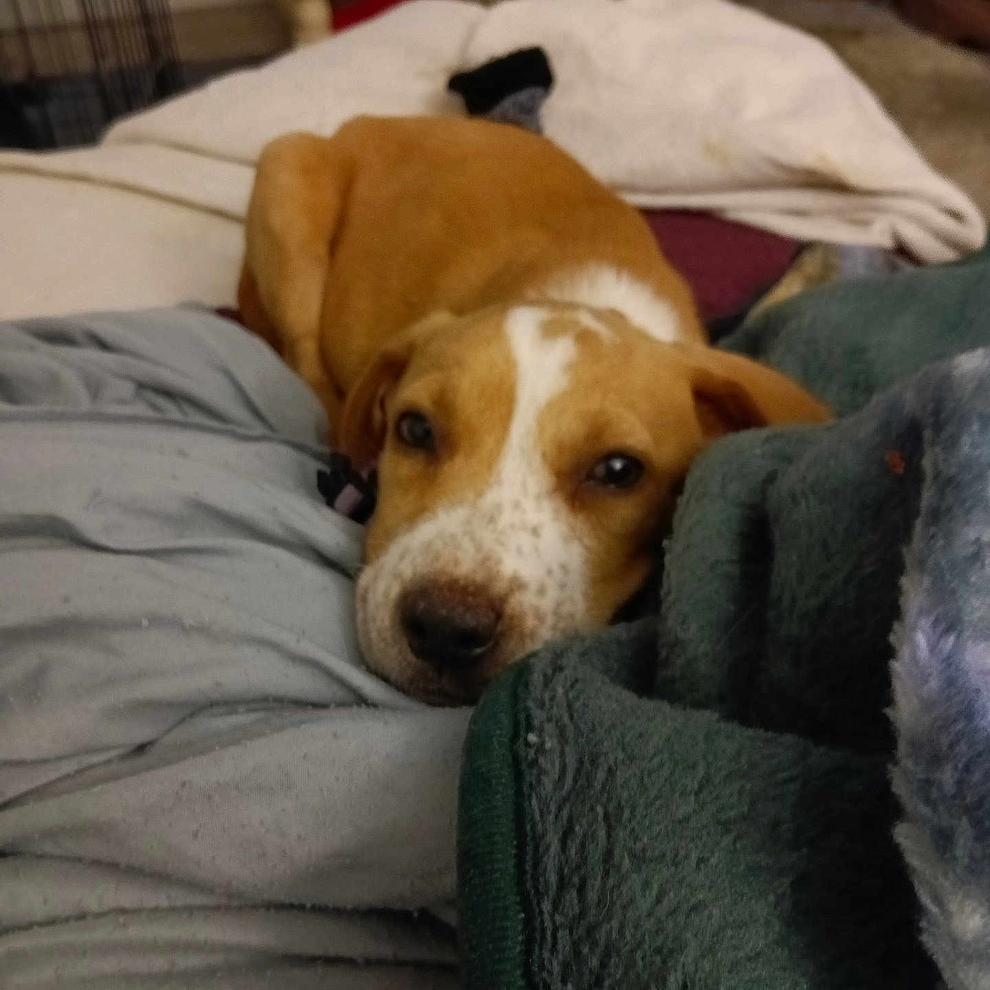 Gracie is registered to the contest to win money with this photo: dog, brown, white, blanket, cozy, lying_down, indoors, pet, resting, soft, bedroom, comfort, animal, fur, snout, ears, floor, cage, furniture, relaxed