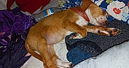 Gracie is registered to the contest to win money with this photo: puppy, dog, sleeping, bed, blanket, pillow, collar, indoor, cozy, resting, cute, brown_dog, fabric, plastic_bottle, animal, nap, young_dog, home, domestic_animal, relaxing