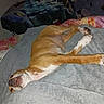 Gracie joined the competition — help win amazing prizes! dog, bed, blanket, sleeping, indoor, cozy, brown, white, paw, fur, resting, animal, pet, comfort, relaxed, laying, quiet, home, furniture, soft