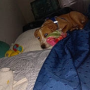Gracie joined the competition — help win amazing prizes! dog, bed, blanket, plush_toy, indoor, relaxed, brown_dog, white_markings, quilt, blue_blanket, couch, pet, resting, home, comfort, soft_toy, fabric, furniture, domestic_animal, sleepy