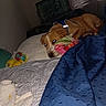 bed, blanket, blue_blanket, brown_dog, comfort, couch, dog, domestic_animal, fabric, furniture, home, indoor, pet, plush_toy, quilt, relaxed, resting, sleepy, soft_toy, white_markings