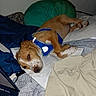 bed, blanket, blue_harness, brown_dog, canine, comfort, dog, domestic_animal, fur, furniture, household, indoor, laptop, paw, pet, pillow, relaxation, resting, sleepy, snout