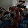 Gracie is registered to the contest to win money with this photo: dog, blanket, blue, indoor, chair, cushion, wall, furniture, pet, brown, white, resting, floor, knit, cozy, home, living_room, animal, relaxing, canine
