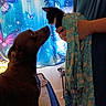 animal, bed, blanket, butterfly, carpet, closeup, curious, curtain, cute, dog, fabric, floral, greeting, hand, indoor, interaction, kitten, mammal, person, pet