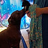 animal_interaction, bed, black_and_white_kitten, black_dog, blanket, blue_shirt, butterfly_curtain, carpet, cat, curtain, dog, floral_pattern, furniture, hand, home, indoor, kitten, person, pet, sniffing