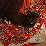 animal, black_and_white, blanket, cat, colorful, comfort, cozy, cute, fabric, feline, indoor, kitten, lying_down, patterned, pet, red, relaxation, resting, small, soft