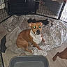 dog, blanket, fence, indoor, pet, brown, white, floor, canine, animal, paw, crate, resting, looking, flash, companion, comfort, home, crate_pad, curious