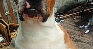 Fatmama joined the competition — help win amazing prizes! dog, brown, white, close_up, outdoor, deck, wooden_fence, furniture, leaf_litter, pet, canine, portrait, animal, ears, snout, eyes, nose, expression, sitting, nature