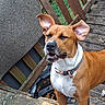 dog, brown, white, collar, ears, outdoor, wooden_deck, expression, pet, animal, closeup, fence, greenery, snout, tongue, canine, domestic_animal, playful, nature, daylight